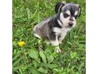 Schnauzer (Miniature) Puppy for sale in Ennis, TX, USA
