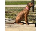 Rhodesian Ridgeback Puppy for sale in Lafayette, LA, USA