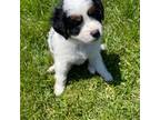 Mutt Puppy for sale in Lisbon, IA, USA