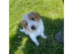 Mutt Puppy for sale in Lisbon, IA, USA