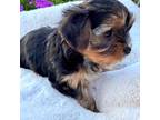 Yorkshire Terrier Puppy for sale in Turlock, CA, USA