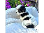 Yorkshire Terrier Puppy for sale in Denair, CA, USA