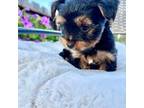 Yorkshire Terrier Puppy for sale in Turlock, CA, USA