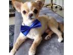 Chihuahua Puppy for sale in Lakeland, FL, USA