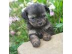 Cavalier King Charles Spaniel Puppy for sale in Elizabethton, TN, USA