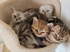 Beautiful Scottish Fold Kittens