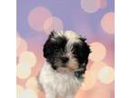 Zuchon Puppy for sale in Dayville, CT, USA