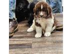 Newfoundland Puppy for sale in Sweet Home, OR, USA