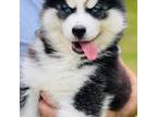 Siberian Husky Puppy for sale in Monroe, GA, USA