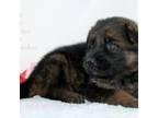 German Shepherd Dog Puppy for sale in Maricopa, AZ, USA