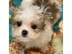 Shorkie Tzu Puppy for sale in Louisville, KY, USA