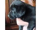 Black Lab female 1