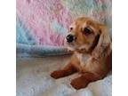 Dachshund Puppy for sale in Staunton, IL, USA