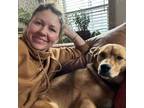 Experienced House Sitter in Belgrade, Montana - Trustworthy & Reliable