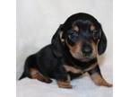 Dachshund Puppy for sale in Hardy, VA, USA