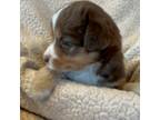 Miniature Australian Shepherd Puppy for sale in Phoenix, AZ, USA