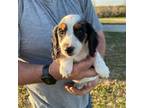Dachshund Puppy for sale in Lorimor, IA, USA