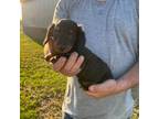 Dachshund Puppy for sale in Lorimor, IA, USA
