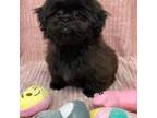 Zuchon Puppy for sale in Bedford, IN, USA