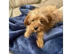 Cavapoo Puppy for sale in Glenwood, AR, USA