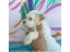 Havanese Puppy for sale in Bokeelia, FL, USA