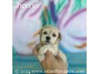Havanese Puppy for sale in Bokeelia, FL, USA