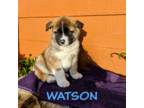 Watson