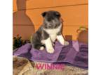Akita Puppy for sale in Hardin, MT, USA