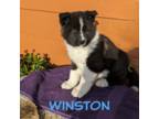 Winston