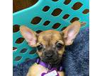 Chihuahua Puppy for sale in Pensacola, FL, USA