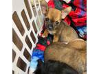 Chihuahua Puppy for sale in Pensacola, FL, USA