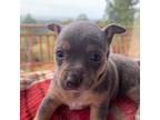 Chihuahua Puppy for sale in Crescent City, CA, USA