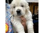 Golden Retriever Puppy for sale in Seminole, TX, USA