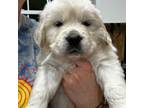Golden Retriever Puppy for sale in Seminole, TX, USA