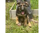 German Shepherd Dog Puppy for sale in Trinidad, CA, USA