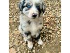 Miniature Australian Shepherd Puppy for sale in Jackson, MI, USA