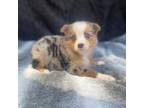 Miniature Australian Shepherd Puppy for sale in Walnut, MS, USA