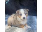 Miniature Australian Shepherd Puppy for sale in Walnut, MS, USA