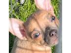 Chihuahua Puppy for sale in Hamilton, OH, USA