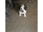 Saint Bernard Puppy for sale in El Paso, TX, USA