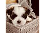 Shih Tzu Puppy for sale in Clermont, FL, USA