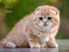 Scottish Fold From Real Breeder