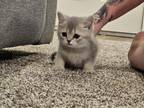 6 British Shorthair Kittens