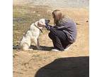 Trustworthy and Reliable Pet Sitter in Ellijay, Georgia - Book Now for Expert