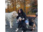 Trustworthy Pet Sitter in Keene, NH $19/hr - Experienced & Reliable