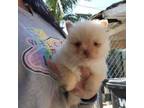 Pomeranian Puppy for sale in South Gate, CA, USA