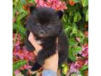 Pomeranian Puppy for sale in South Gate, CA, USA