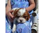 Cavalier King Charles Spaniel Puppy for sale in Greenwood, WI, USA