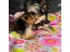 Yorkshire Terrier Puppy for sale in Countryside, IL, USA