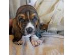 Basset Hound Puppy for sale in Jerome, ID, USA